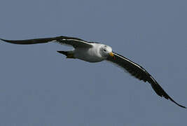 Belcher's Gull