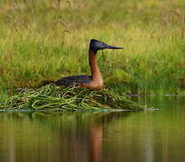 Great Grebe