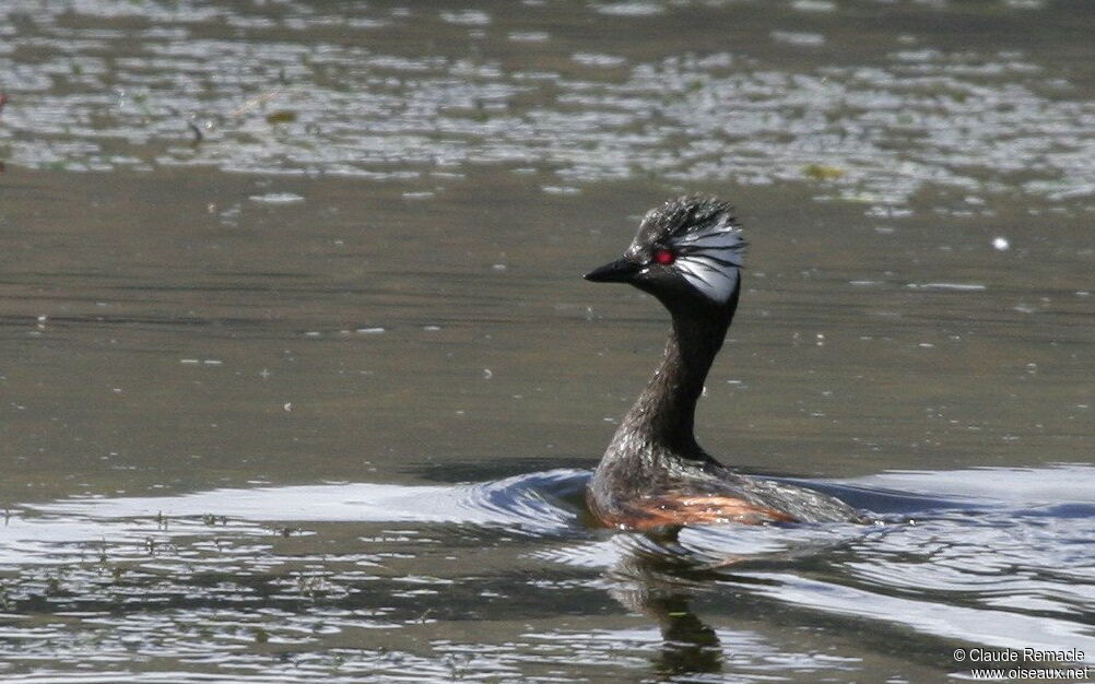 White-tufted Grebeadult breeding, identification