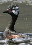 White-tufted Grebe