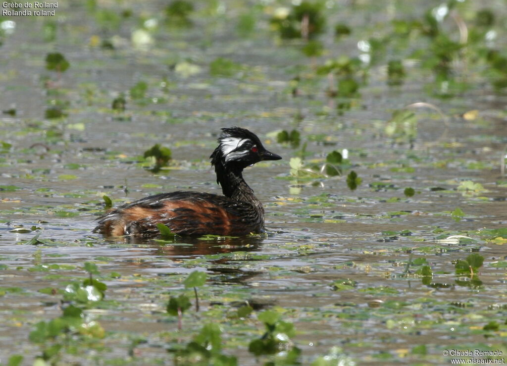 White-tufted Grebeadult breeding, identification