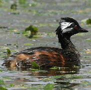 White-tufted Grebe