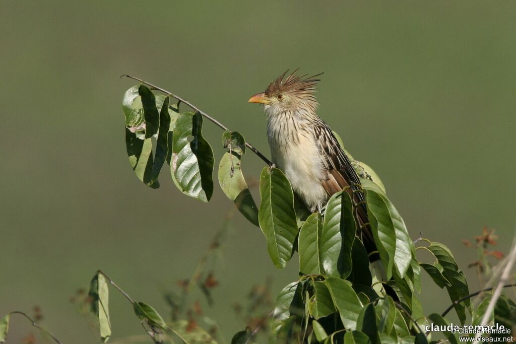 Guira Cuckooadult breeding, identification