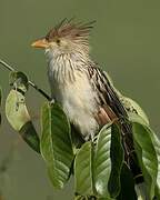 Guira Cuckoo