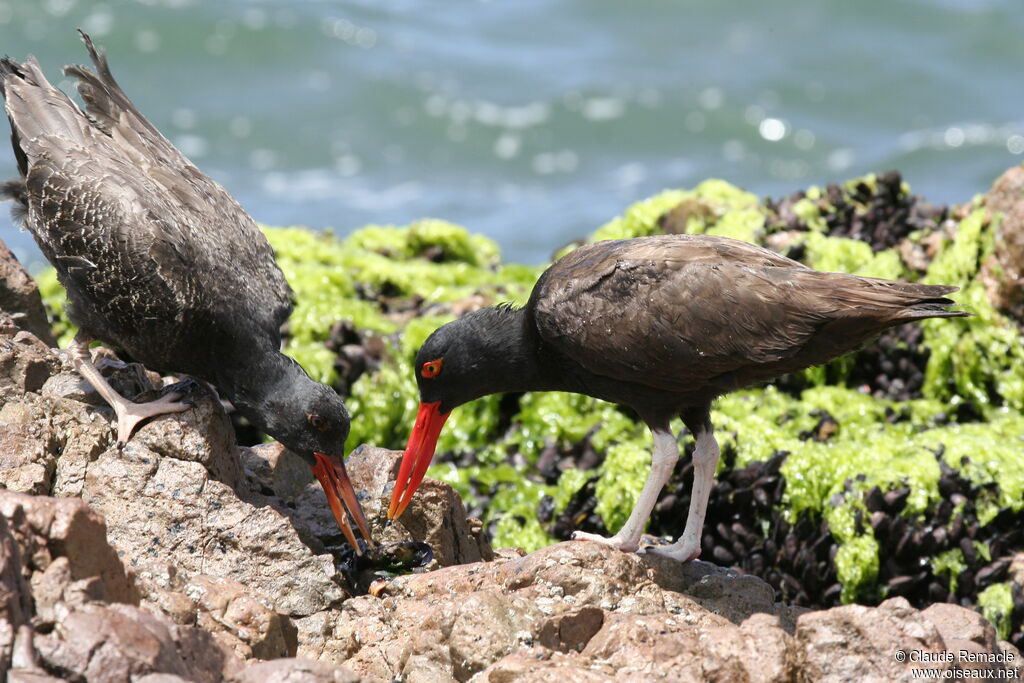 Blackish Oystercatchersubadult, Behaviour