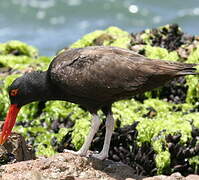 Blackish Oystercatcher