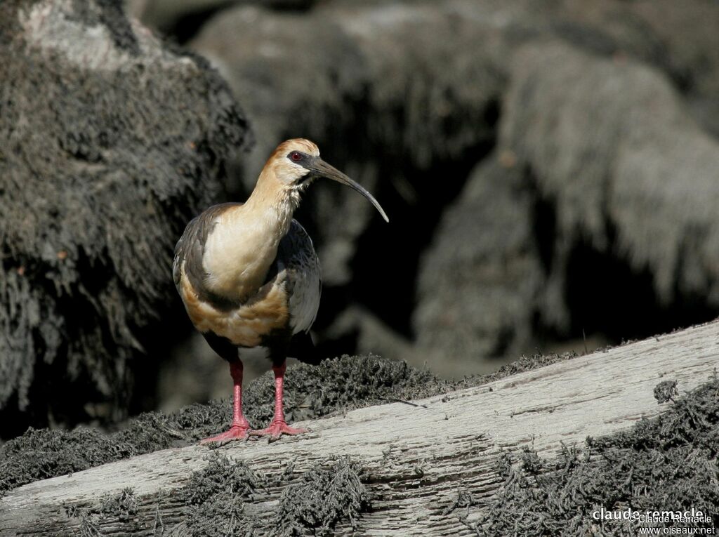 Black-faced Ibis female adult breeding, identification