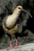 Black-faced Ibis