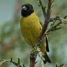 Chardonneret de Magellan
