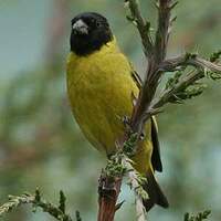 Chardonneret de Magellan