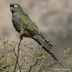 Conure de Patagonie