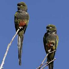 Conure de Patagonie