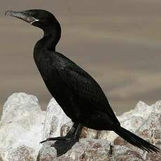 Cormoran vigua