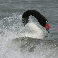 Cygne à cou noir