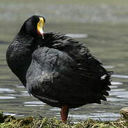 Foulque géante