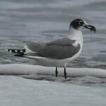 Mouette de Franklin