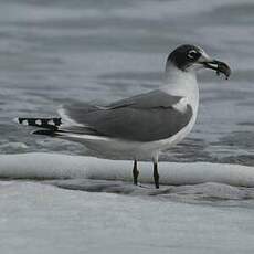 Mouette de Franklin