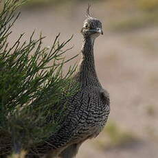 Tinamou élégant