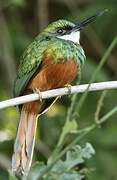 Rufous-tailed Jacamar