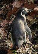 Humboldt Penguin