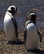 Magellanic Penguin