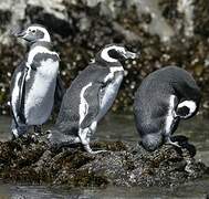 Magellanic Penguin