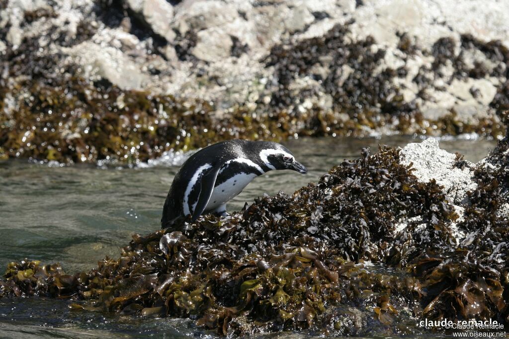 Magellanic Penguinadult breeding, identification