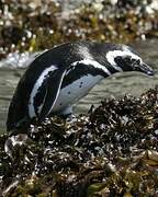 Magellanic Penguin