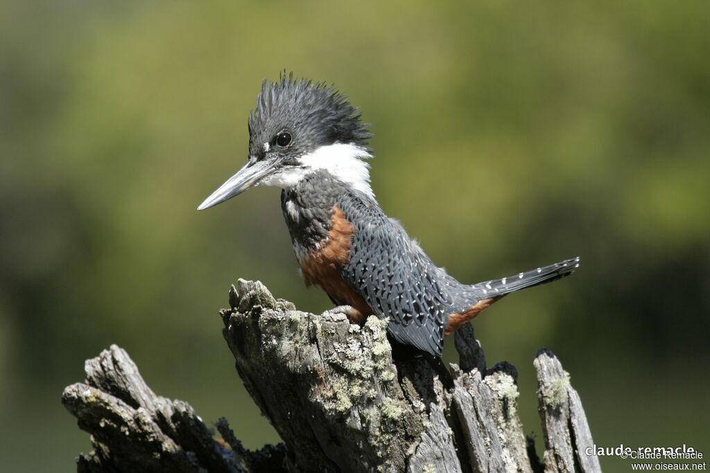 Ringed Kingfisher female adult, identification