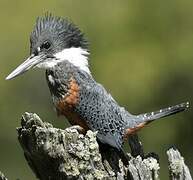 Ringed Kingfisher