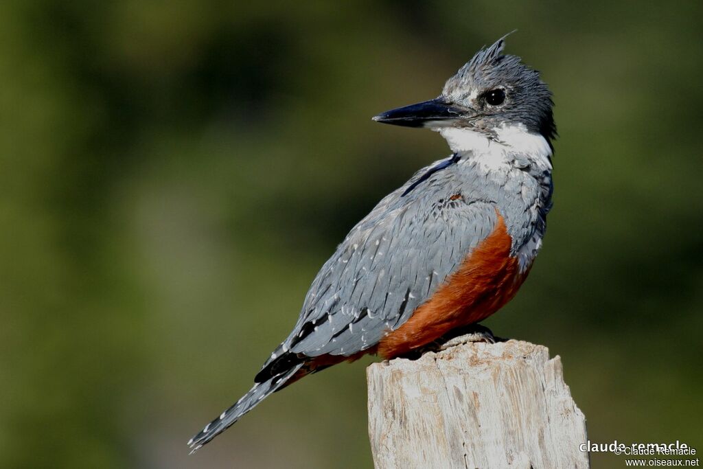 Ringed Kingfisher female adult, identification