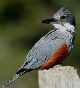 Ringed Kingfisher