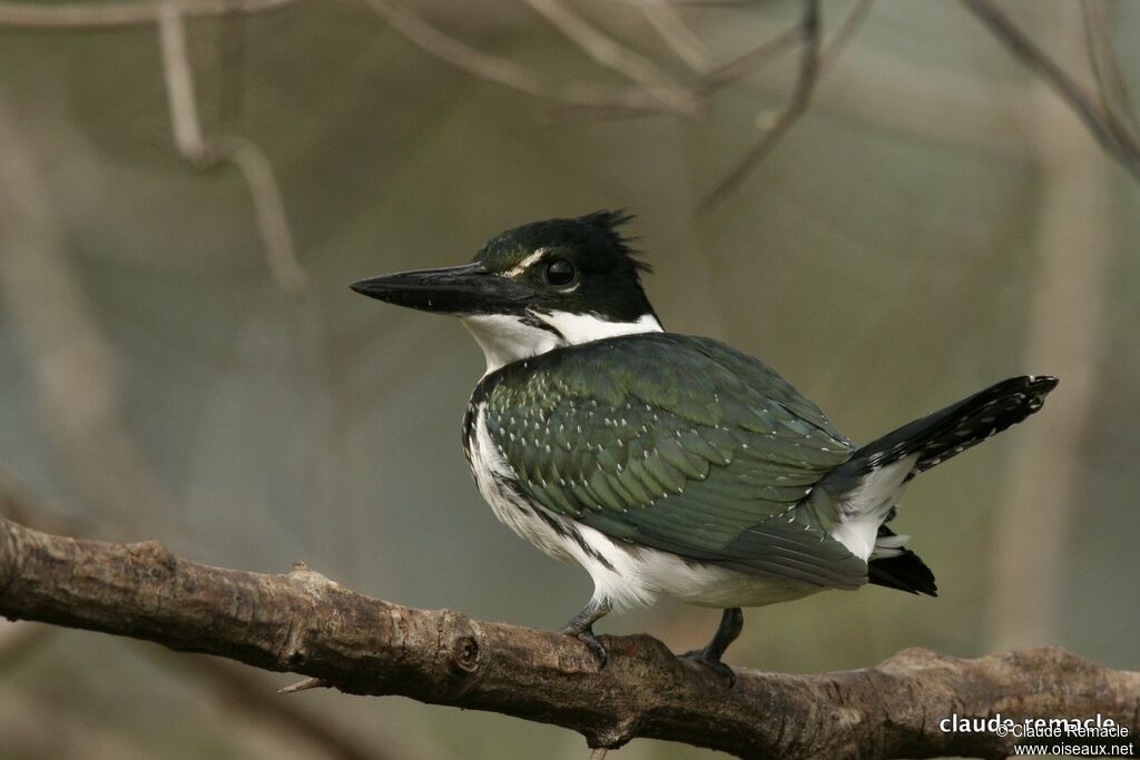 Amazon Kingfisher female adult, identification