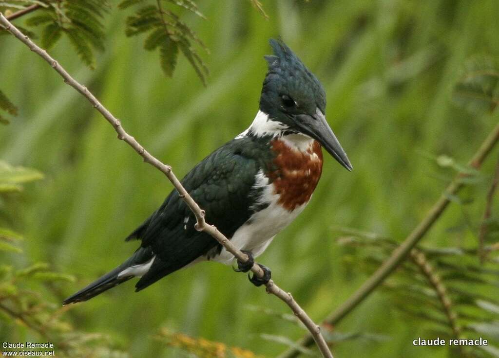 Martin-pêcheur d'Amazonie mâle adulte, identification