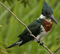 Amazon Kingfisher