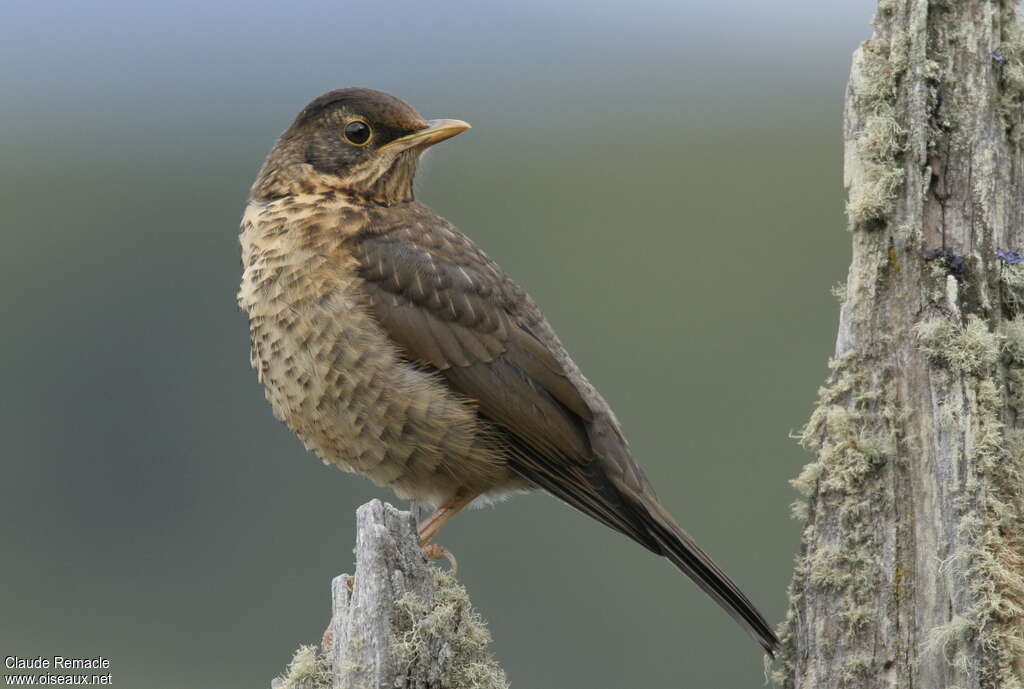 Merle australimmature, identification