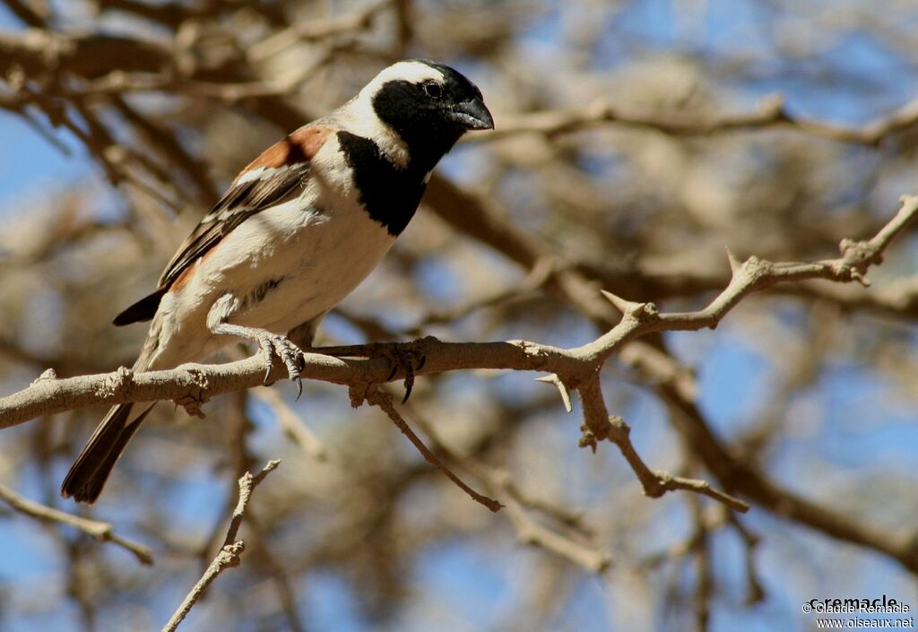 Cape Sparrow male adult breeding, identification