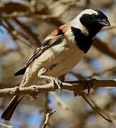 Cape Sparrow