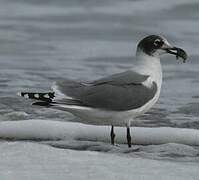 Mouette de Franklin