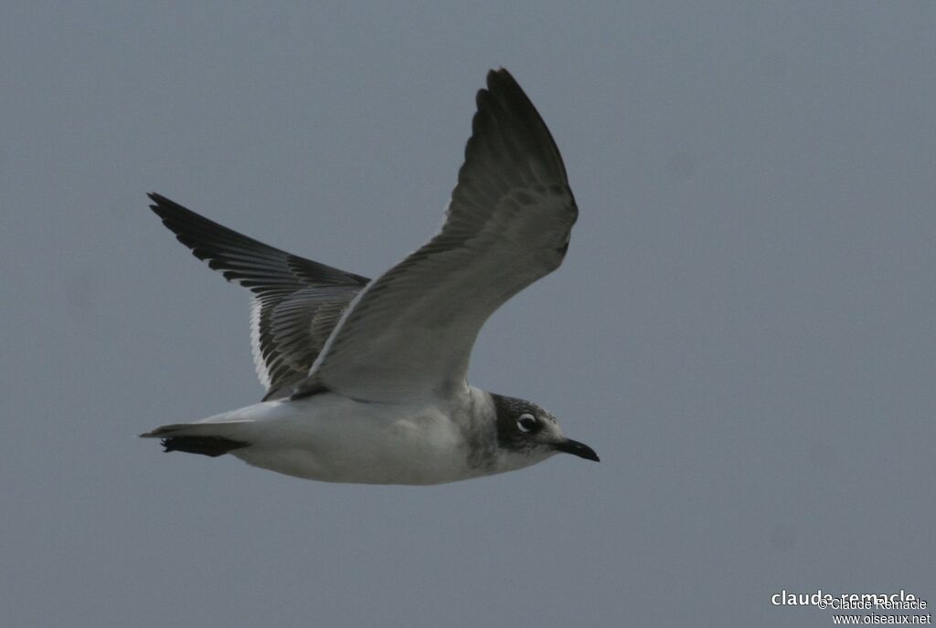 Franklin's Gulladult post breeding, Flight