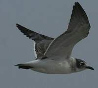 Mouette de Franklin