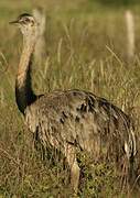 Greater Rhea