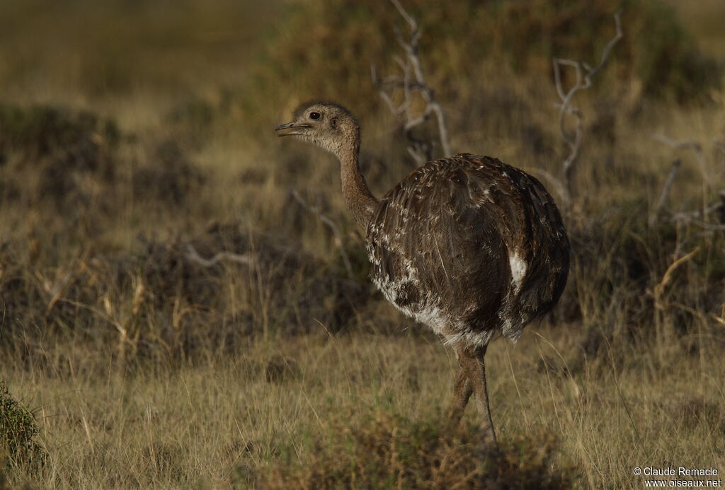 Lesser Rheaadult, identification