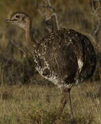 Lesser Rhea