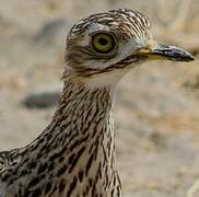 Water Thick-knee