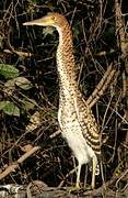 Rufescent Tiger Heron