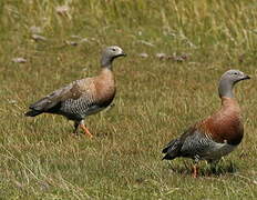 Ashy-headed Goose