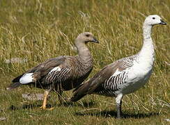 Upland Goose