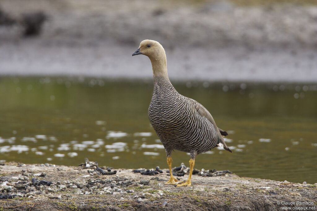 Upland Goose female adult breeding, identification