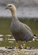 Upland Goose